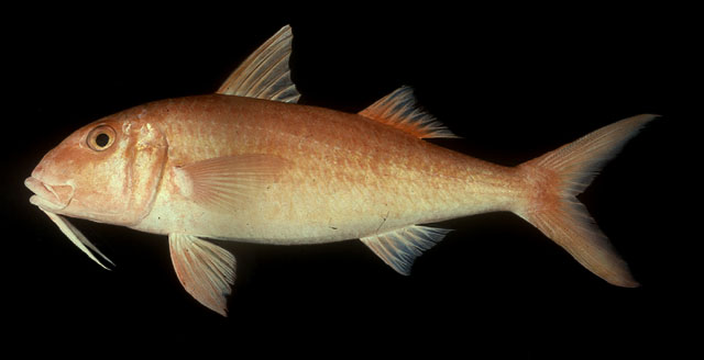 红背拟羊鱼(Mulloidichthys pfluegeri)