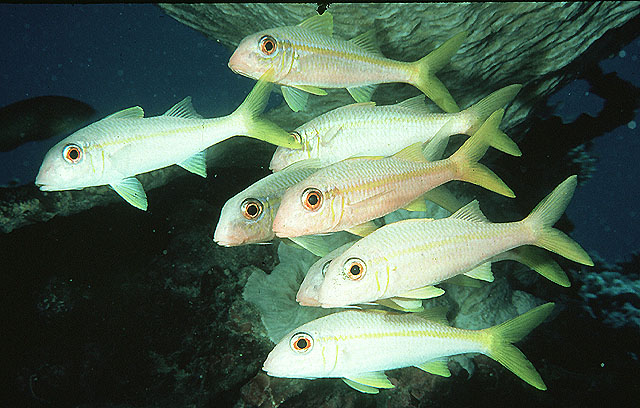 无斑拟羊鱼(Mulloidichthys vanicolensis)