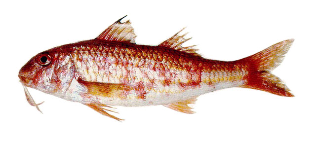 银羊鱼(Mullus argentinae)