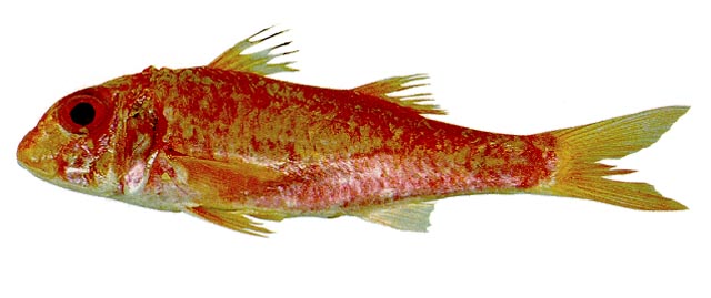 金羊鱼(Mullus auratus)