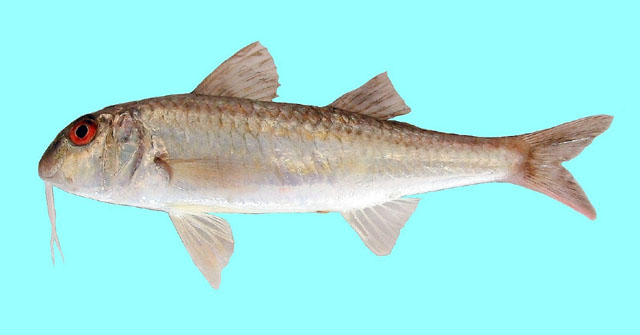 红班羊鱼(Mullus barbatus ponticus)