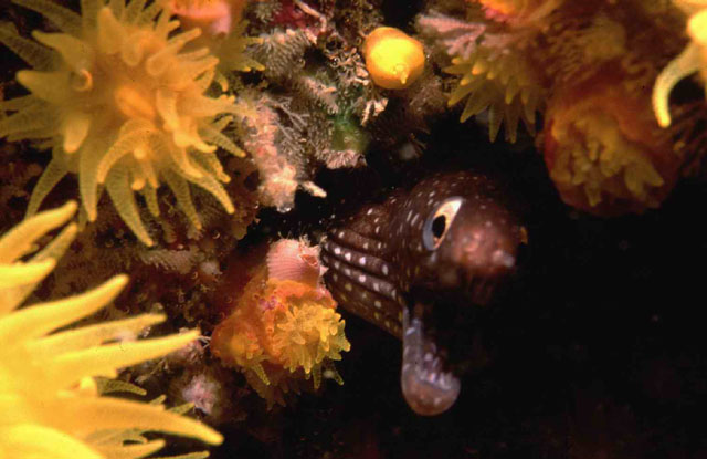 细点海鳝(Muraena augusti)