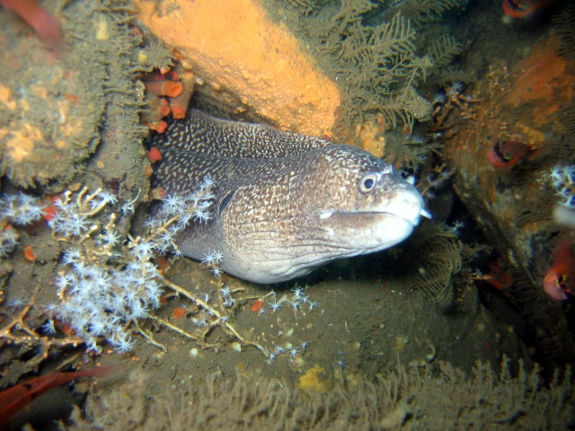 锐齿海鳝(Muraena clepsydra)