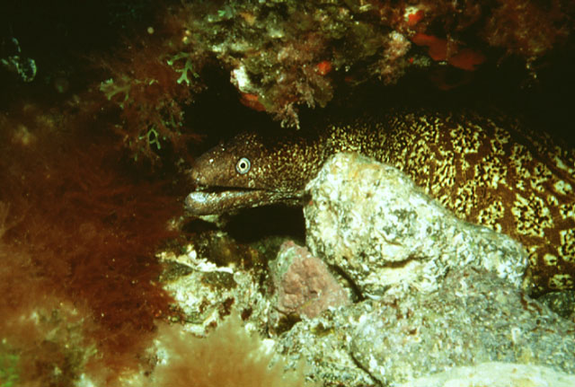 泽生海鳝(Muraena helena)