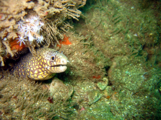 雀斑海鳝(Muraena lentiginosa)