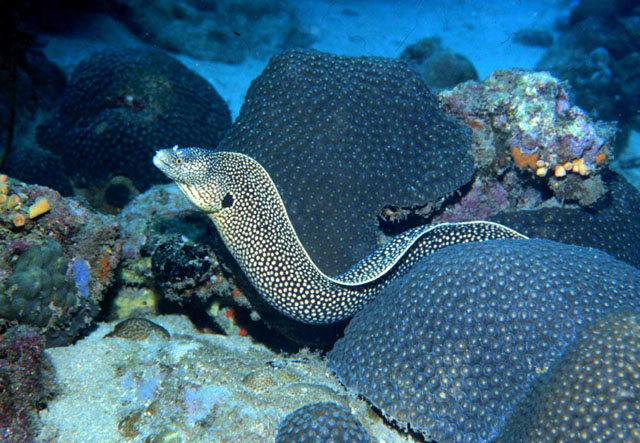 黑孔海鳝(Muraena melanotis)