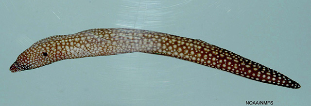 网纹海鳝(Muraena retifera)