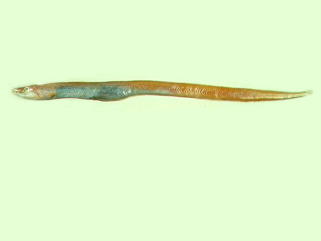 褐海鳗(Muraenesox bagio)