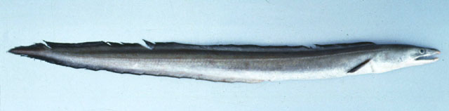 海鳗(Muraenesox cinereus)