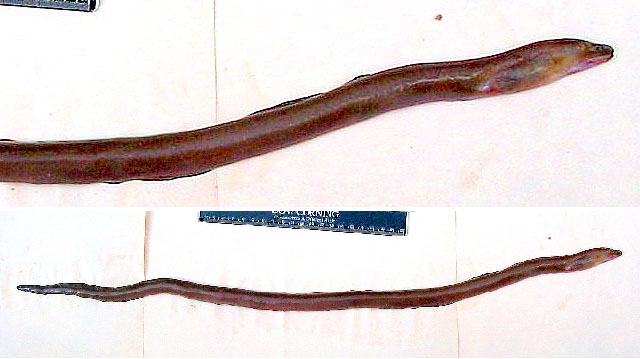 许氏虫鳗(Muraenichthys schultzei)