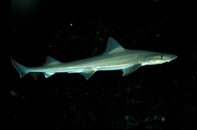 宽鼻星鲨(Mustelus asterias)
