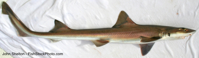 加利福尼亚星鲨(Mustelus californicus)