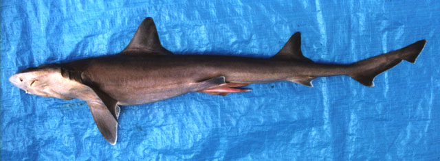 美星鲨(Mustelus canis)