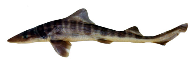横带星鲨(Mustelus fasciatus)