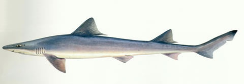 灰星鲨(Mustelus griseus)