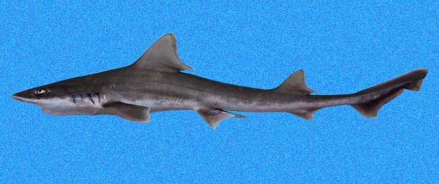 褐星鲨(Mustelus henlei)