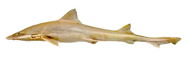 小眼星鲨(Mustelus higmani)