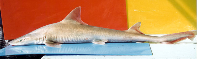 新月星鲨(Mustelus lunulatus)