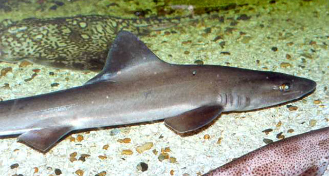 星鲨(Mustelus mustelus)