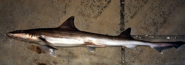 诺氏星鲨(Mustelus norrisi)