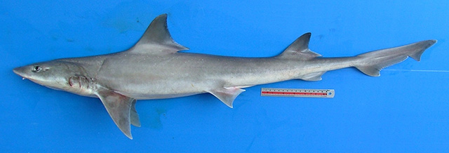 史氏星鲨(Mustelus stevensi)