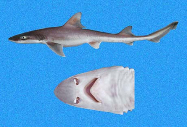 惠氏星鲨(Mustelus whitneyi)