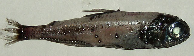 芒光灯笼鱼(Myctophum affine)