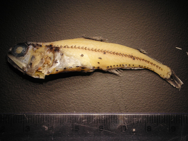 金焰灯笼鱼(Myctophum aurolaternatum)