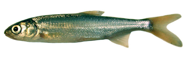 加拿大豆口鱼(Mylocheilus caurinus)