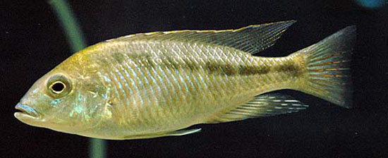 斜带臼齿丽鲷(Mylochromis plagiotaenia)