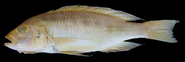 扇鳍臼齿丽鲷(Mylochromis spilostichus)
