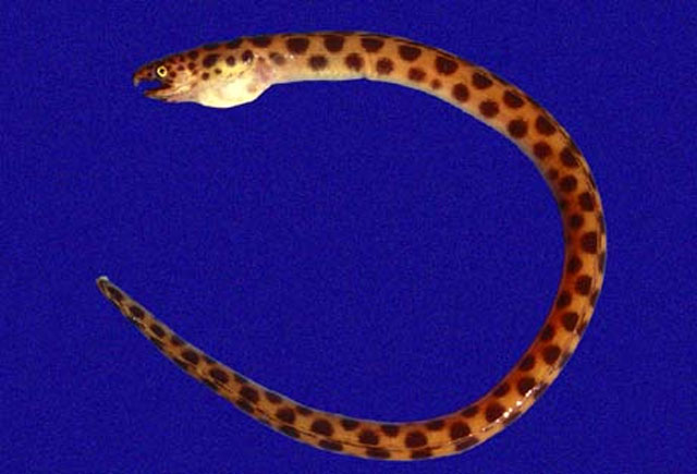 粗鳍花蛇鳗(Myrichthys aspetocheiros)