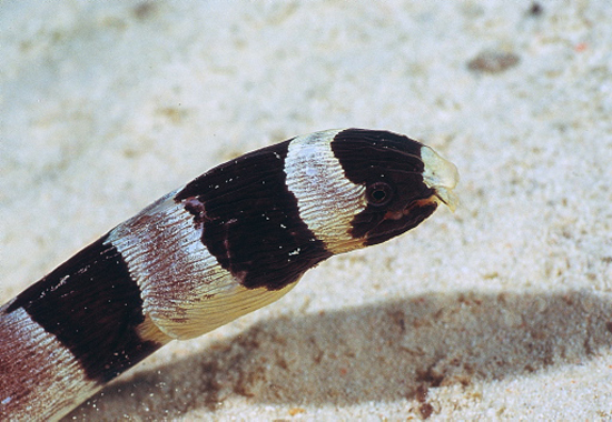 斑竹花蛇鳗(Myrichthys colubrinus)