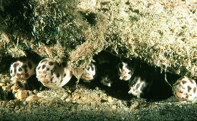 斑纹花蛇鳗(Myrichthys maculosus)