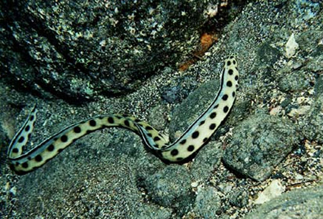 黑斑花蛇鳗(Myrichthys pantostigmius)