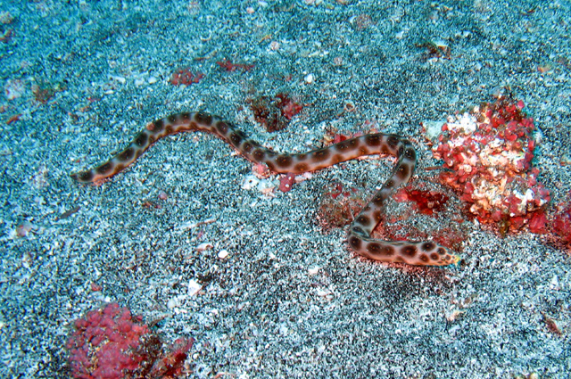 豹纹花蛇鳗(Myrichthys pardalis)