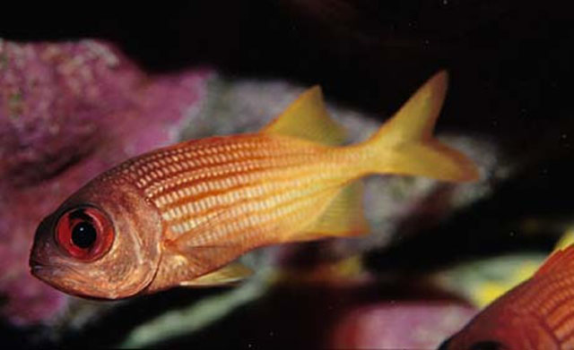 克拉里昂锯鳞鱼(Myripristis clarionensis)