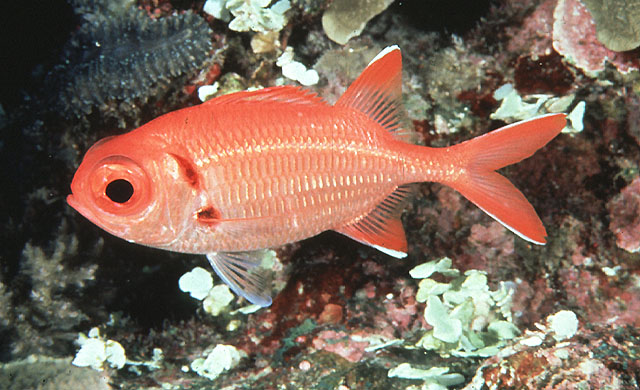 红锯鳞鱼(Myripristis pralinia)