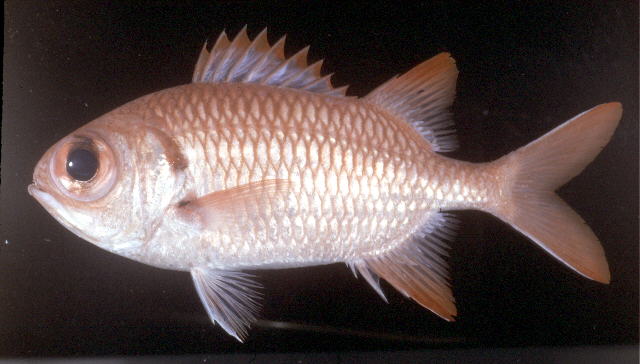 塞舌尔岛锯鳞鱼(Myripristis seychellensis)