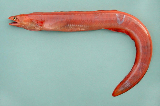 扁身油康吉鳗(Myroconger compressus)