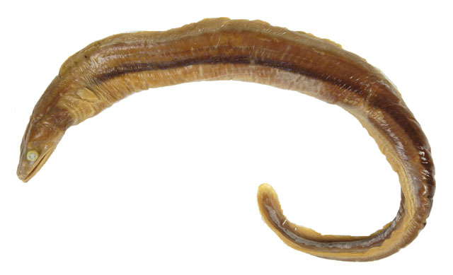 塞舌尔油康吉鳗(Myroconger seychellensis)