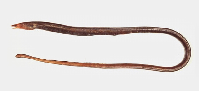 小尾油蛇鳗(Myrophis microchir)
