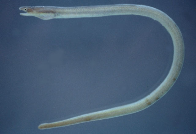 斑纹油蛇鳗(Myrophis punctatus)