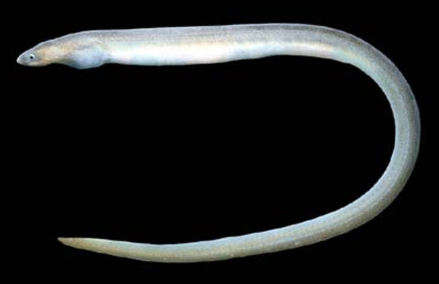 狡油蛇鳗(Myrophis vafer)