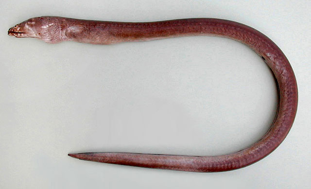非洲匙蛇鳗(Mystriophis rostellatus)