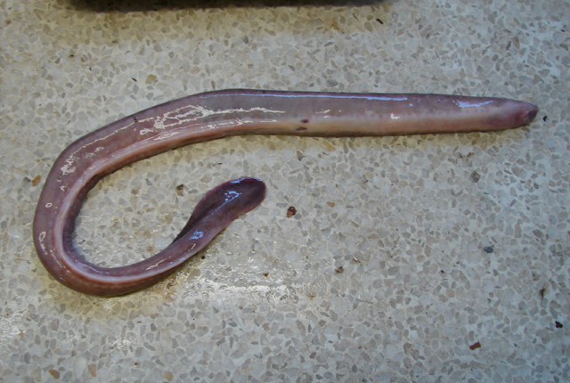 南非盲鳗(Myxine capensis)