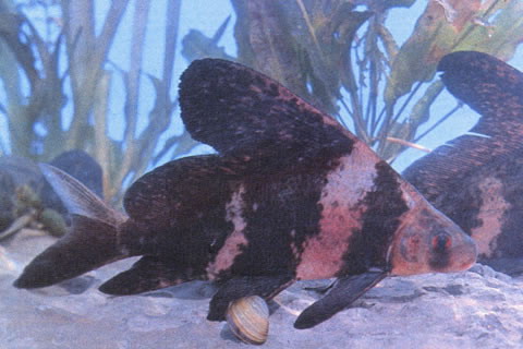 胭脂鱼(Myxocyprinus asiaticus)