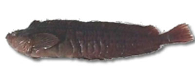 冠毛黏鳚(Myxodes cristatus)