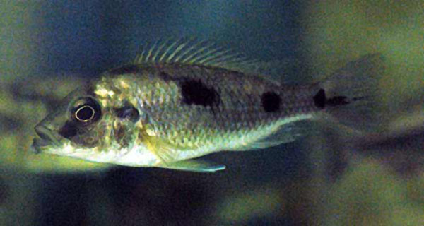 金腹多斑丽鲷(Naevochromis chrysogaster)