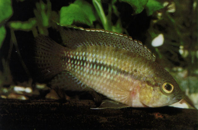 金头矮丽鱼(Nannacara aureocephalus)